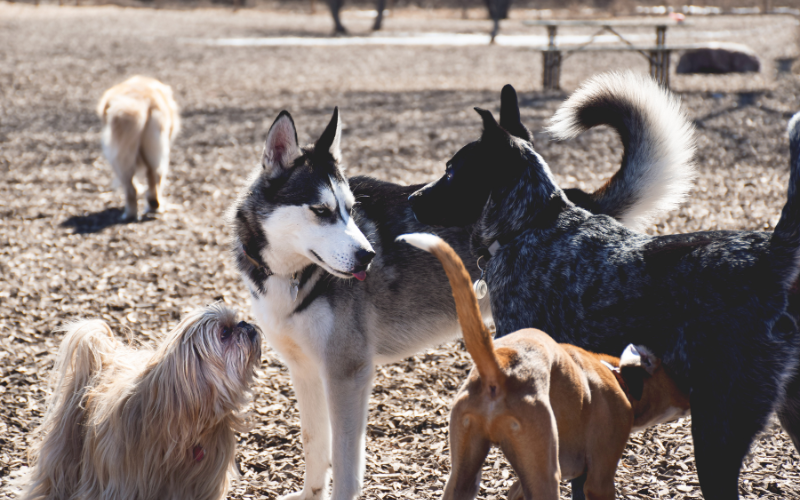 Dogs Meeting at the Dog Park